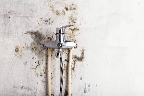 Best Mold Testing and Inspection Services in Annapolis Neck, MD
