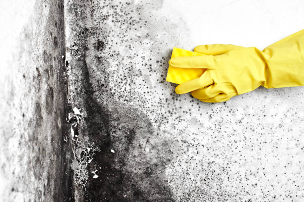 Best Localized Mold Remediation (e.g., coastal areas, humid climates) in Annapolis Neck, MD