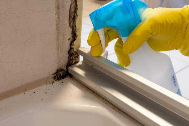 Best Bathroom Mold Remediation in Annapolis Neck, MD