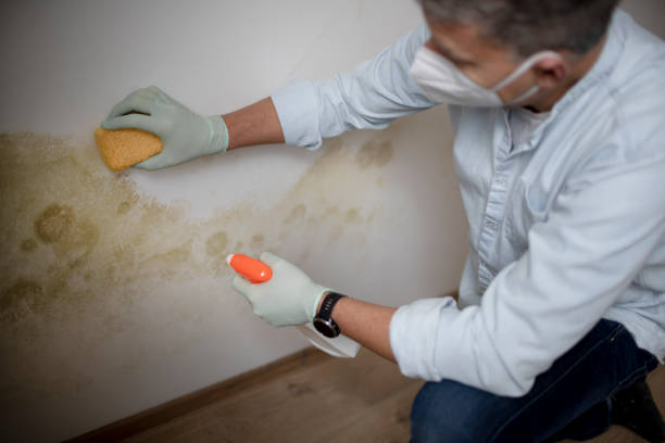 Best Residential Mold Remediation in Annapolis Neck, MD