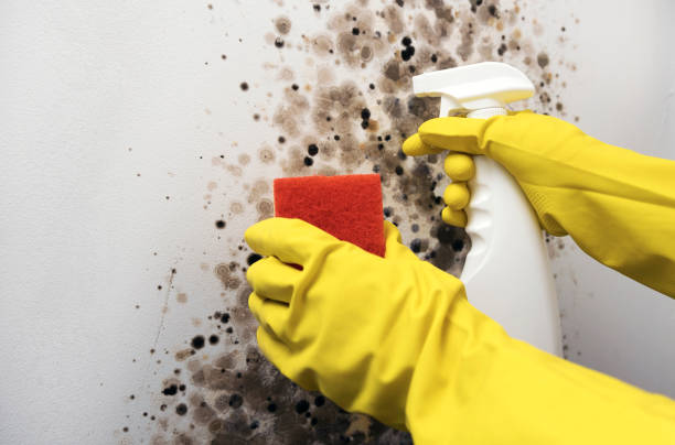 Best Kitchen Mold Remediation in Annapolis Neck, MD