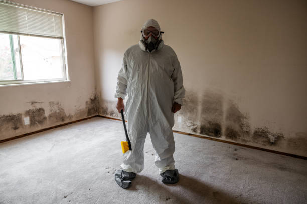 Best Black Mold Remediation in Annapolis Neck, MD