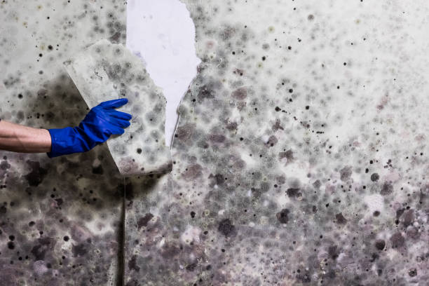 Best Basement Mold Remediation in Annapolis Neck, MD