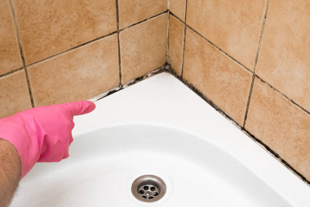Best Insurance-Related Mold Remediation in Annapolis Neck, MD