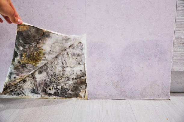 Best Industrial Mold Remediation in Annapolis Neck, MD